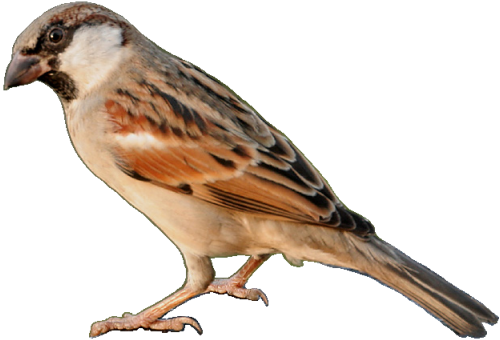 Sparrow PNG Transparent
