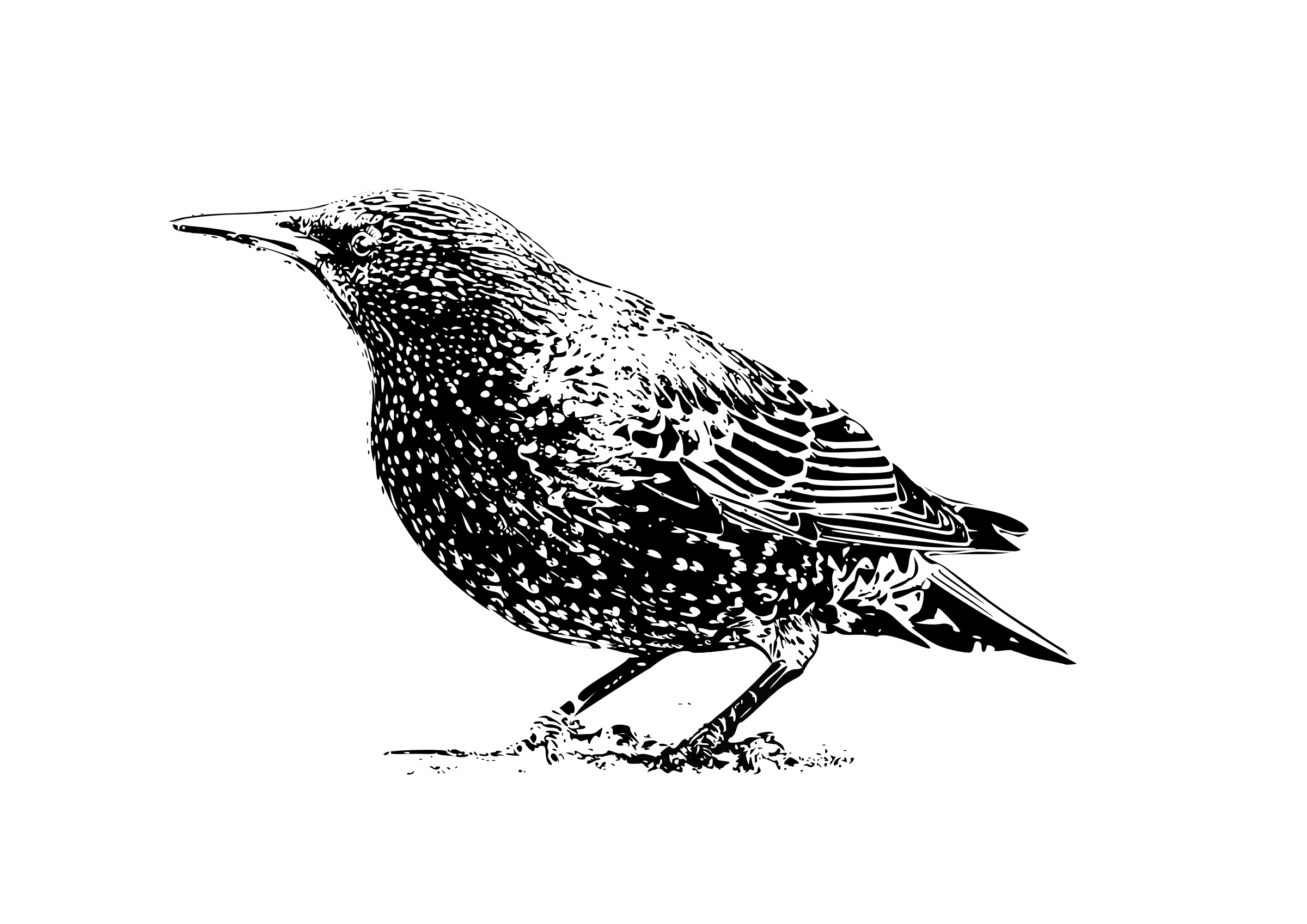 Starling Background PNG