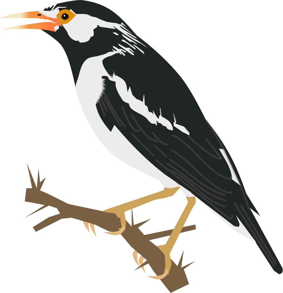 Starling PNG Clipart
