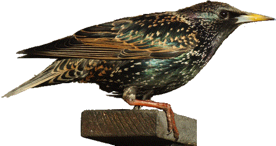 Starling PNG Free Download