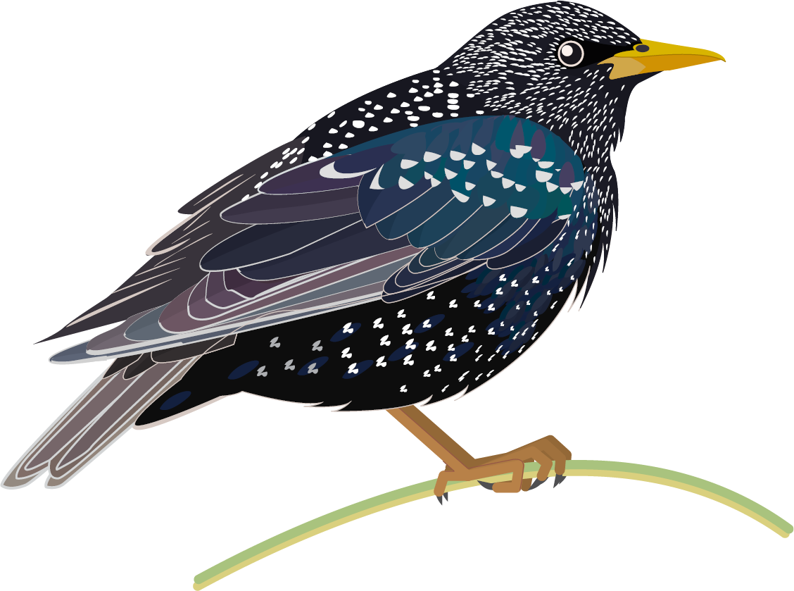 Starling PNG HD