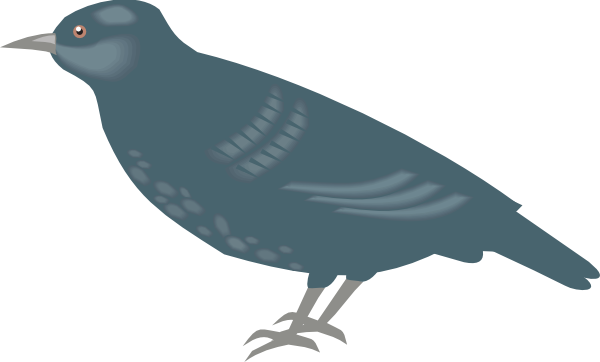 Starling PNG foto