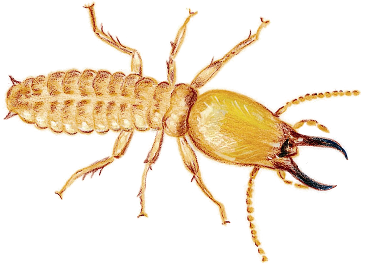 Termite Download PNG Image