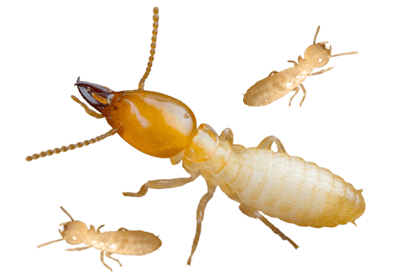 Termite PNG Background Image