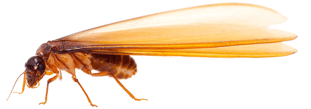 Termite PNG-afbeelding