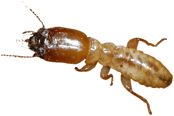 Termite PNG Transparent Picture