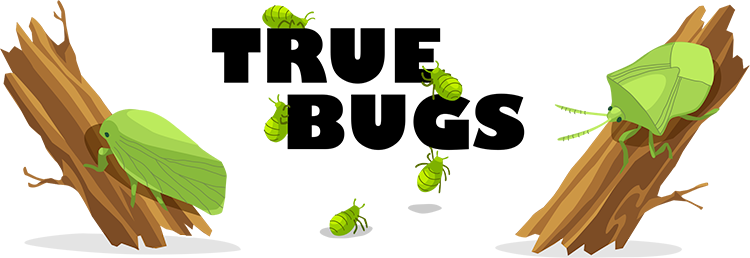 True Bug PNG Picture