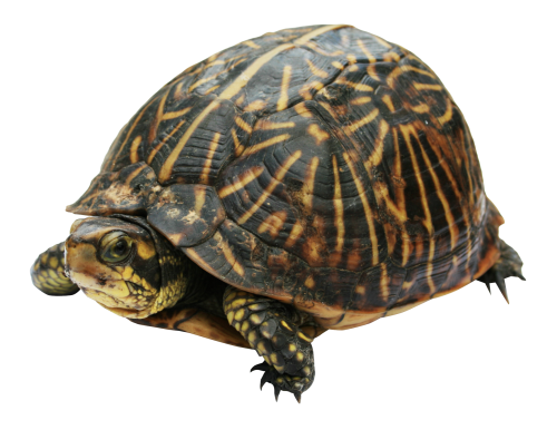 Kaplumbağa PNG Clipart