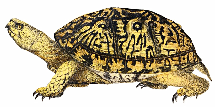Kaplumbağa PNG Dosyası