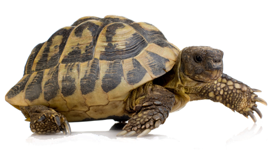 Черепаха PNG HD