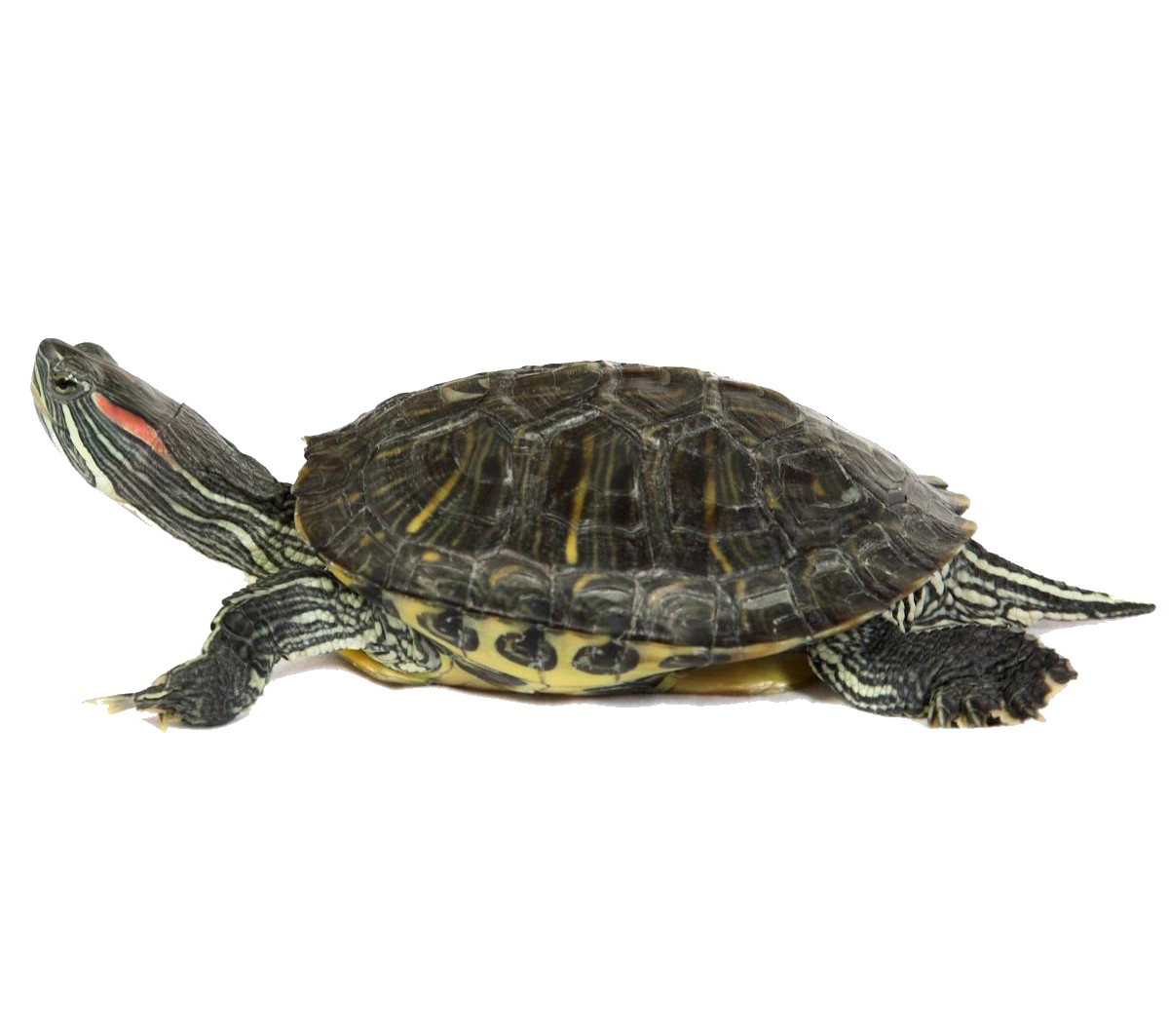 Turtle PNG Image