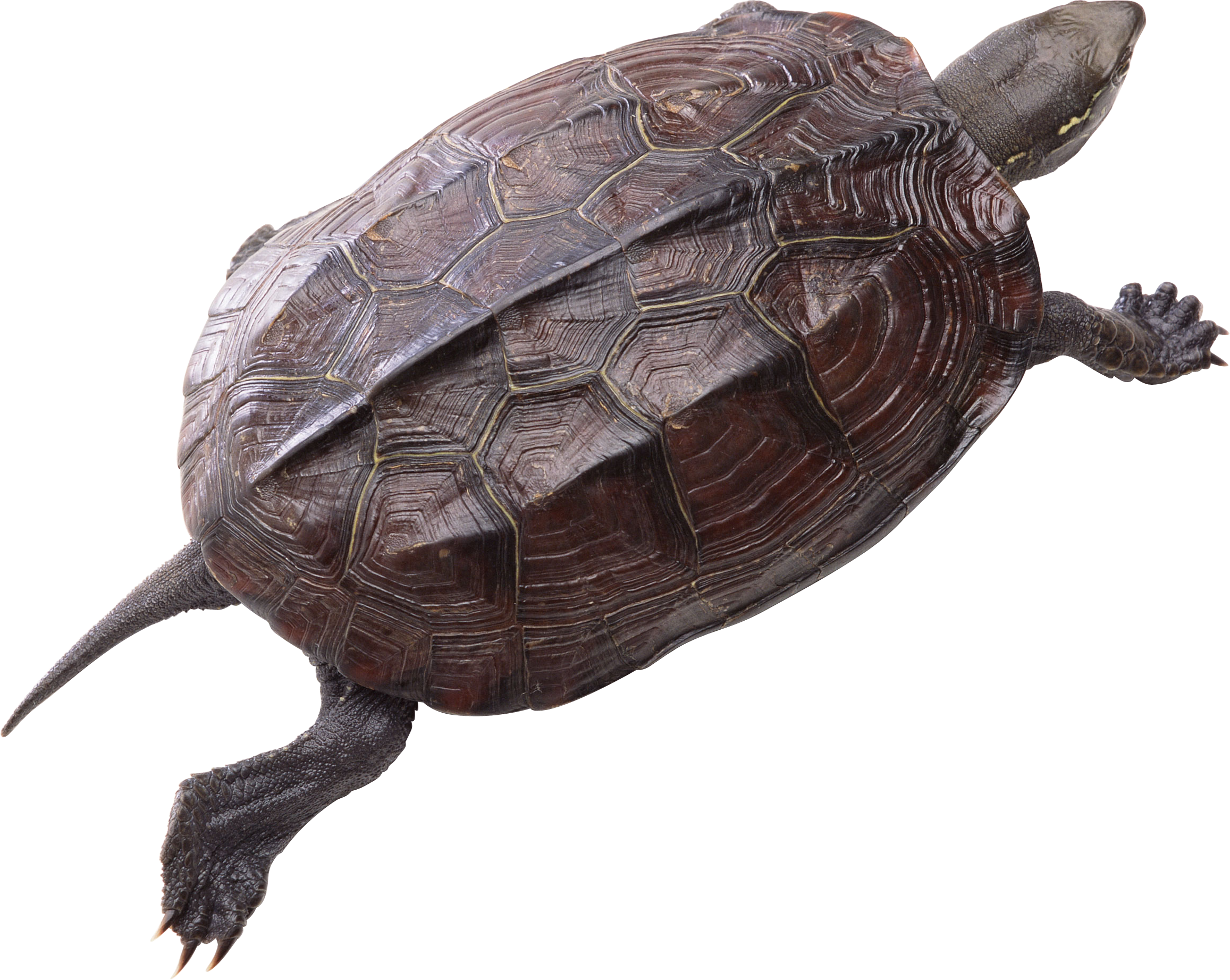 Turtle PNG Pic