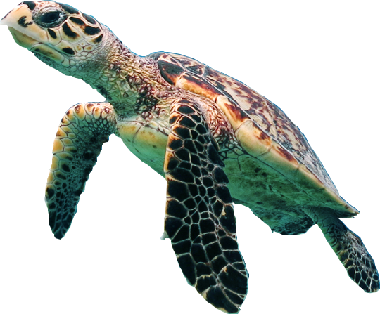 Turtle PNG Transparent Picture