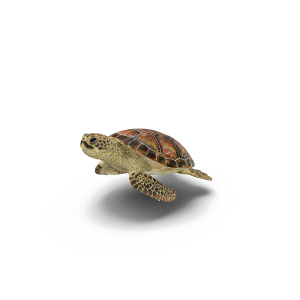 Kaplumbağa şeffaf arka plan