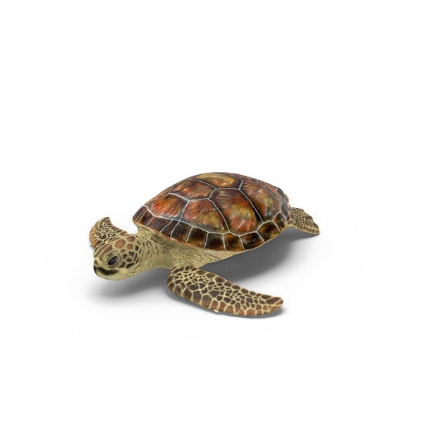 Turtle Transparent PNG