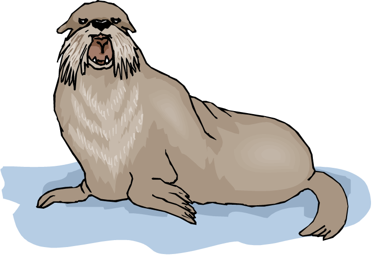 Walrus Background PNG