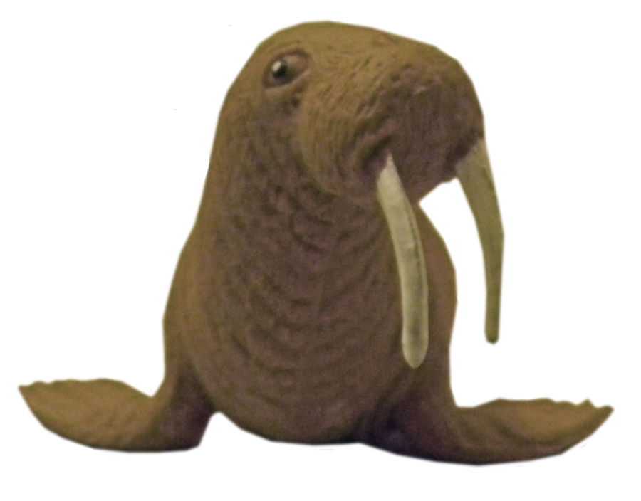 Walrus PNG Transparent