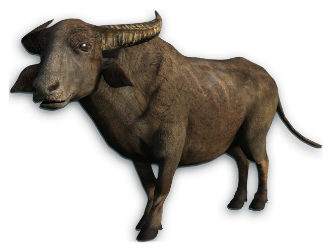 Water Buffalo PNG Transparent Picture