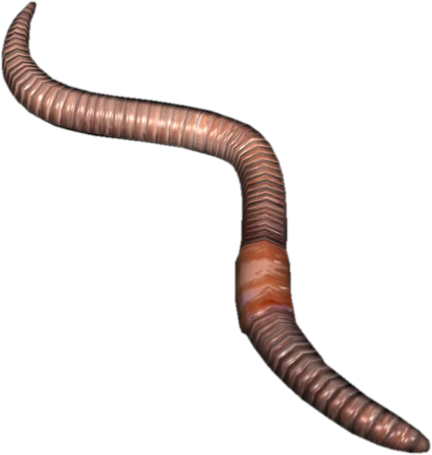 Worms PNG Photos