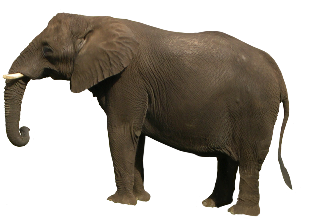 Elefante africano PNG Clipart