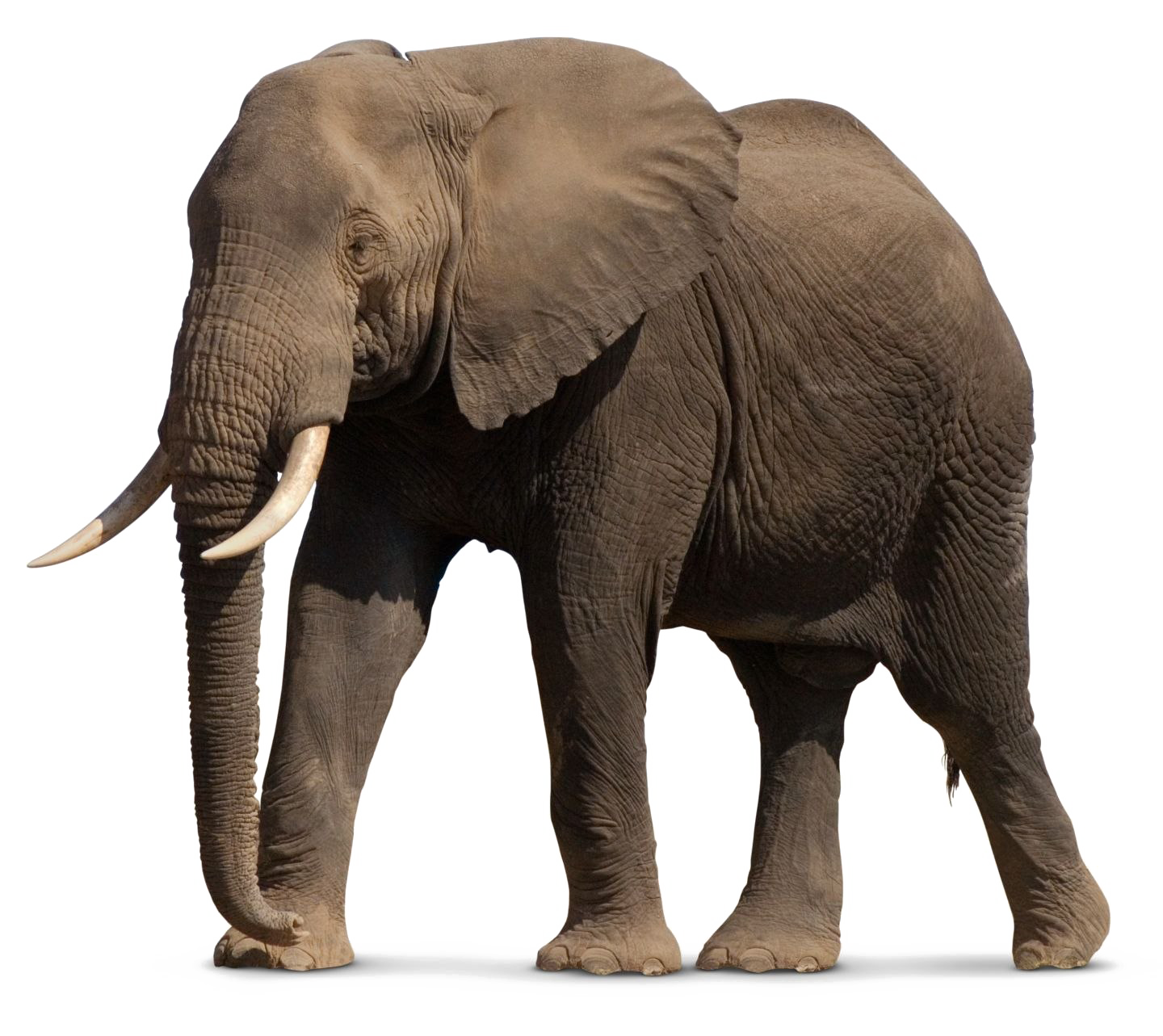 African Elephant PNG File