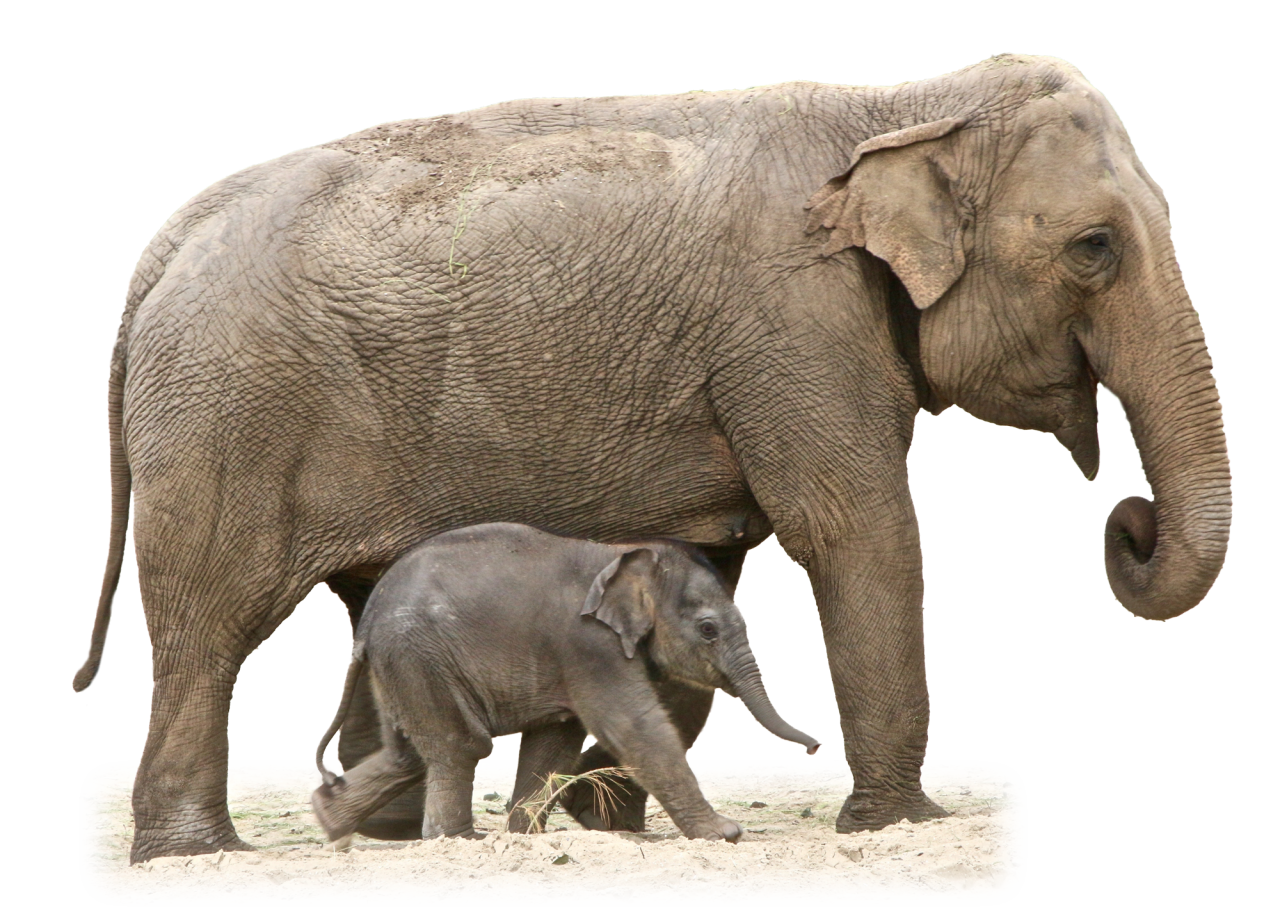 Download gratuito di elefante africano PNG