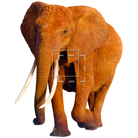 Elefante africano PNG HD