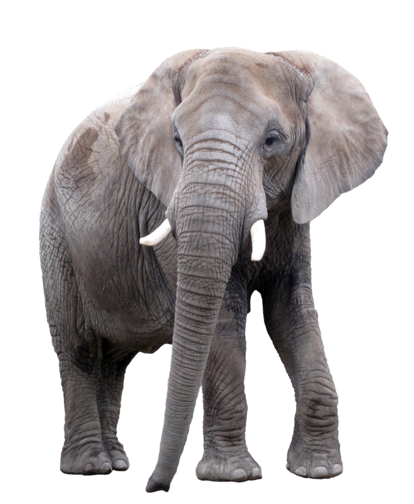 Immagine africana PNG elefante