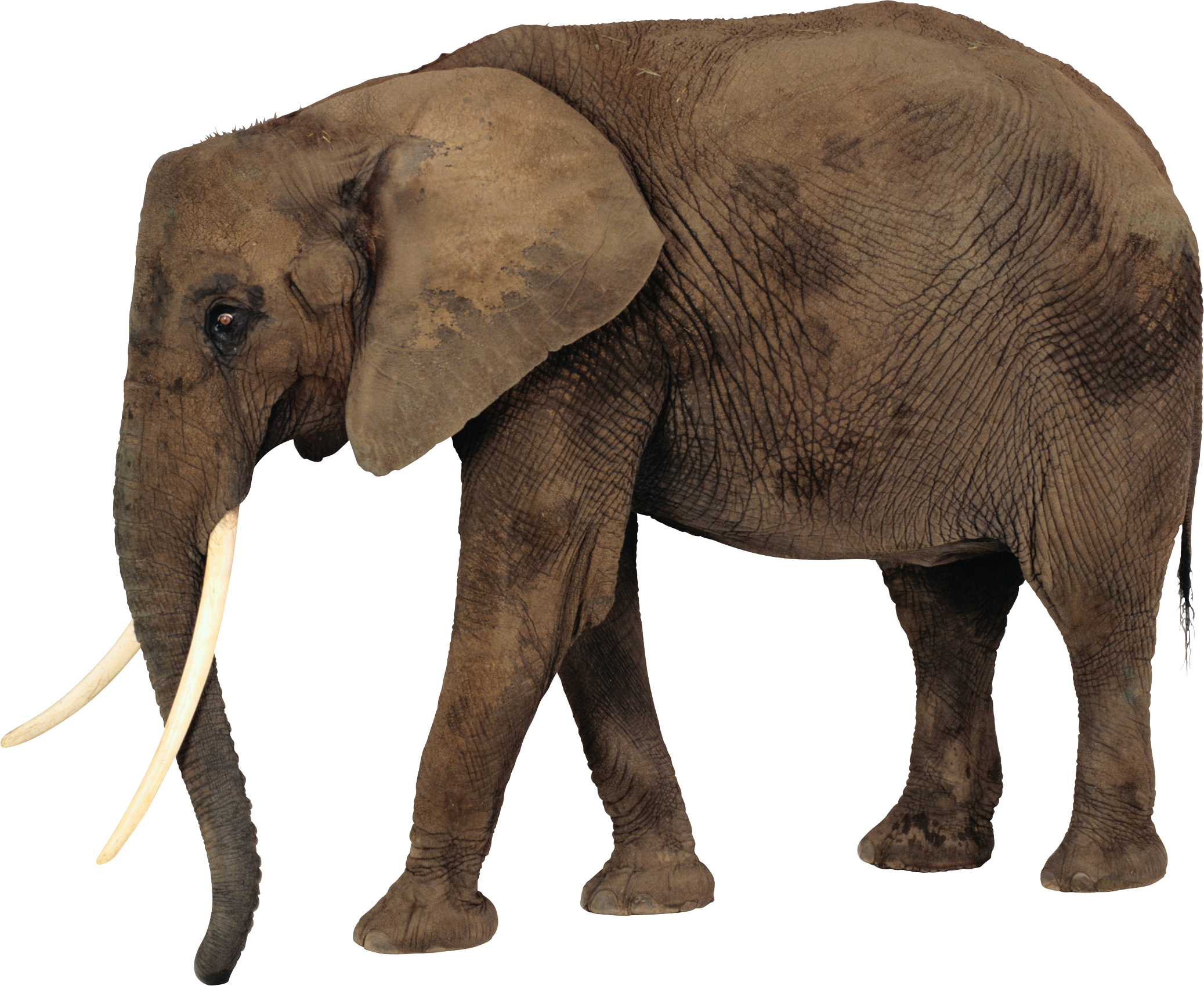 African Elephant PNG Photos
