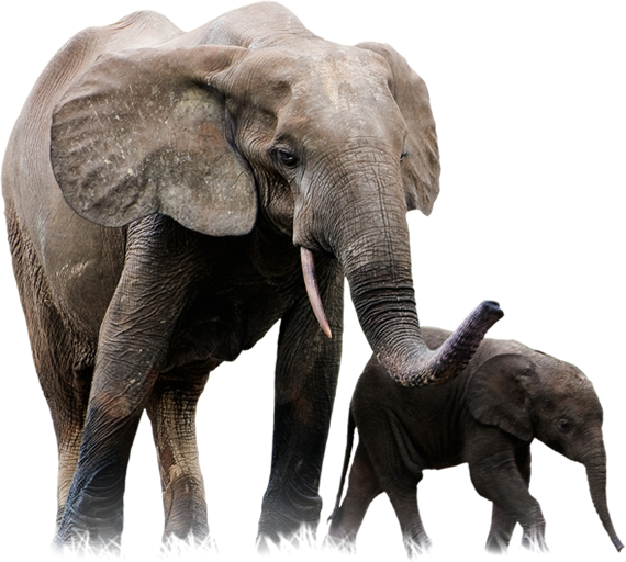 Elefante africano PNG PIC