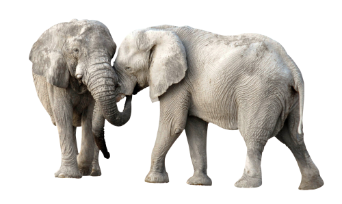 Immagine Trasparente PNG di elefante africano