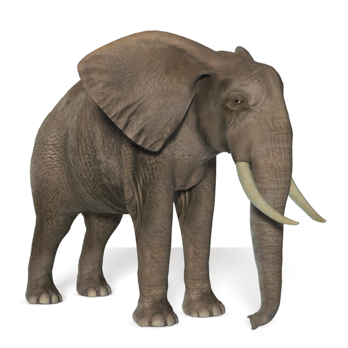 African Elephant Transparent Background