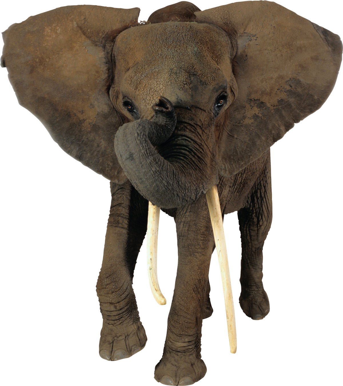 African Elephant Transparent PNG