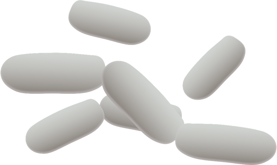 Bacteria PNG Picture