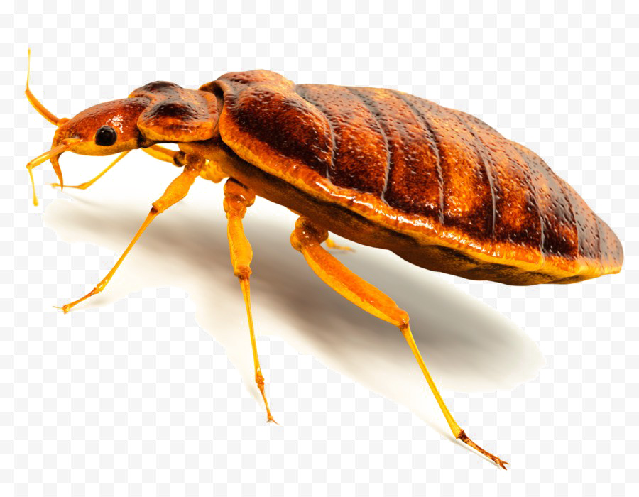 Bed bug achtergrond PNG