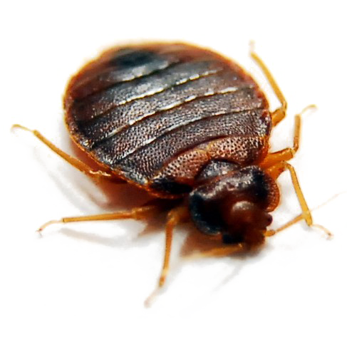 Bed Bug PNG Clipart