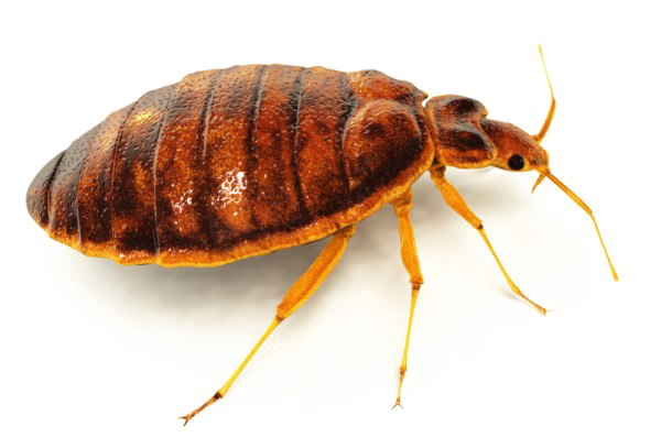 Bed bug PNG-bestand