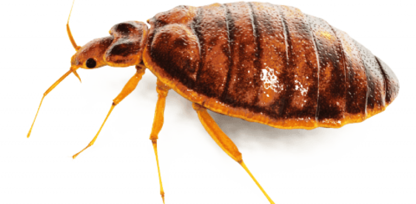 Bed Bug PNG Free Download