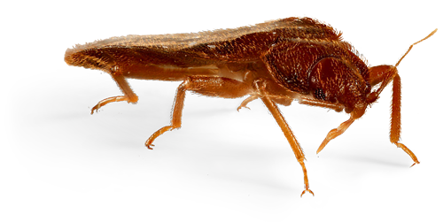 Bed Bug PNG HD