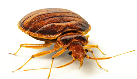 Bed bug PNG Image