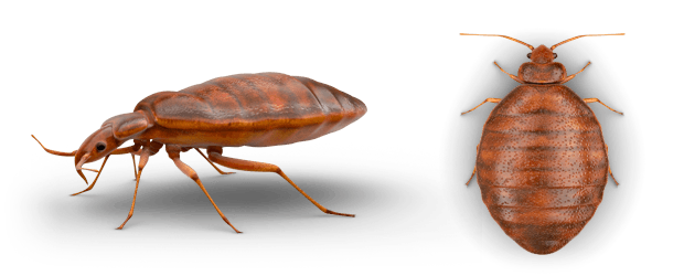 Bed Bug PNG Photo