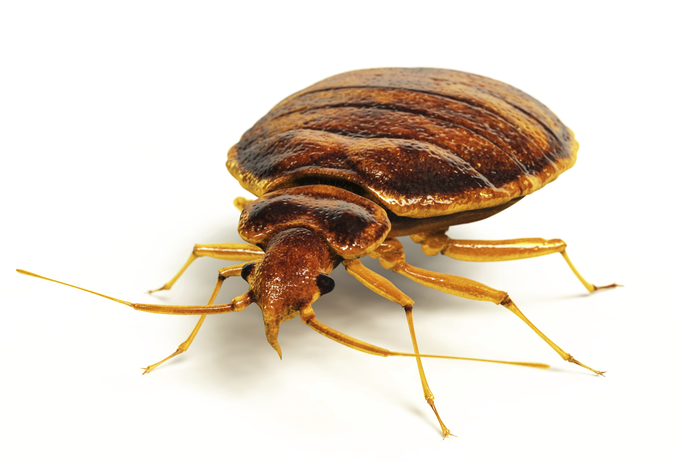 Bed Bug PNG Pic