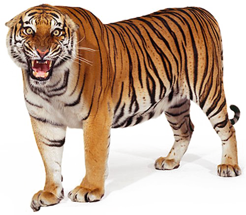 Bengal tiger PNG Clipart