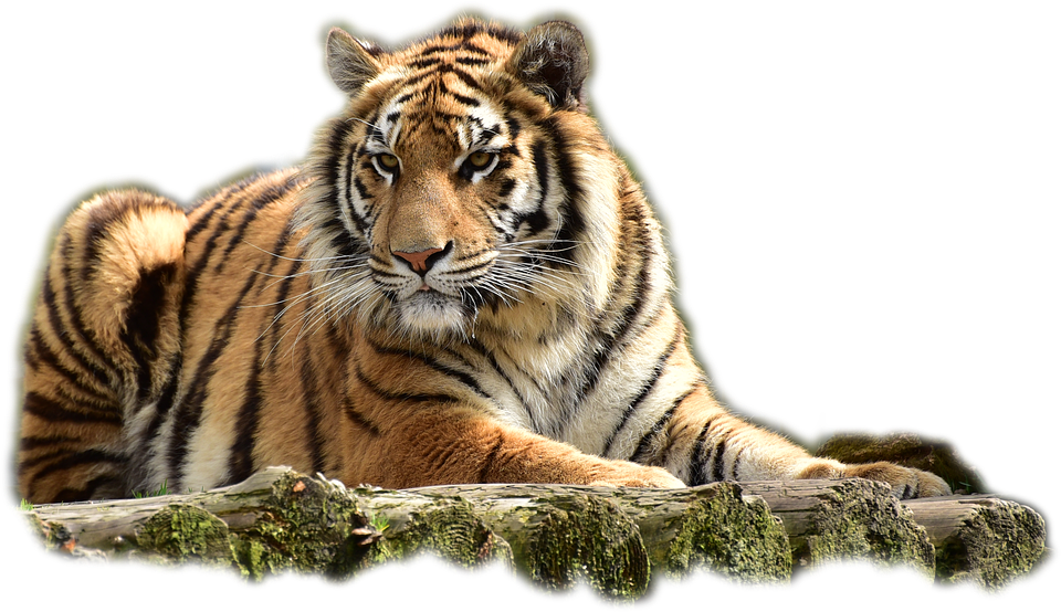 Bengal Tiger PNG Image