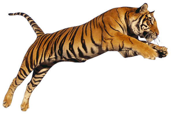 Bengal Tiger PNG Photo