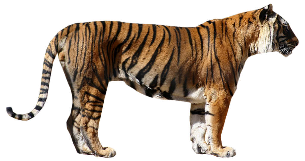 Bengal Tiger PNG Photos