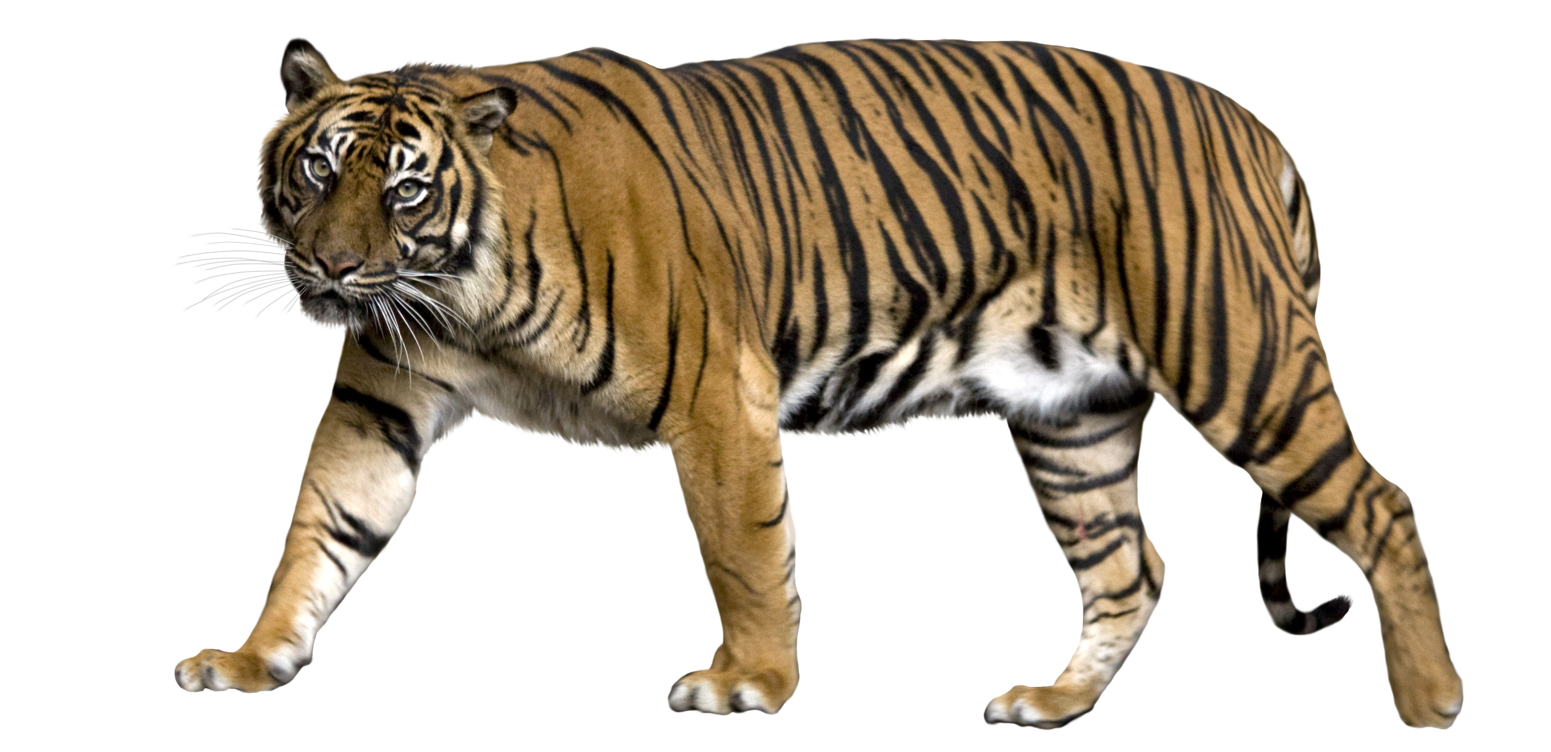 Bengal Tiger PNG Picture