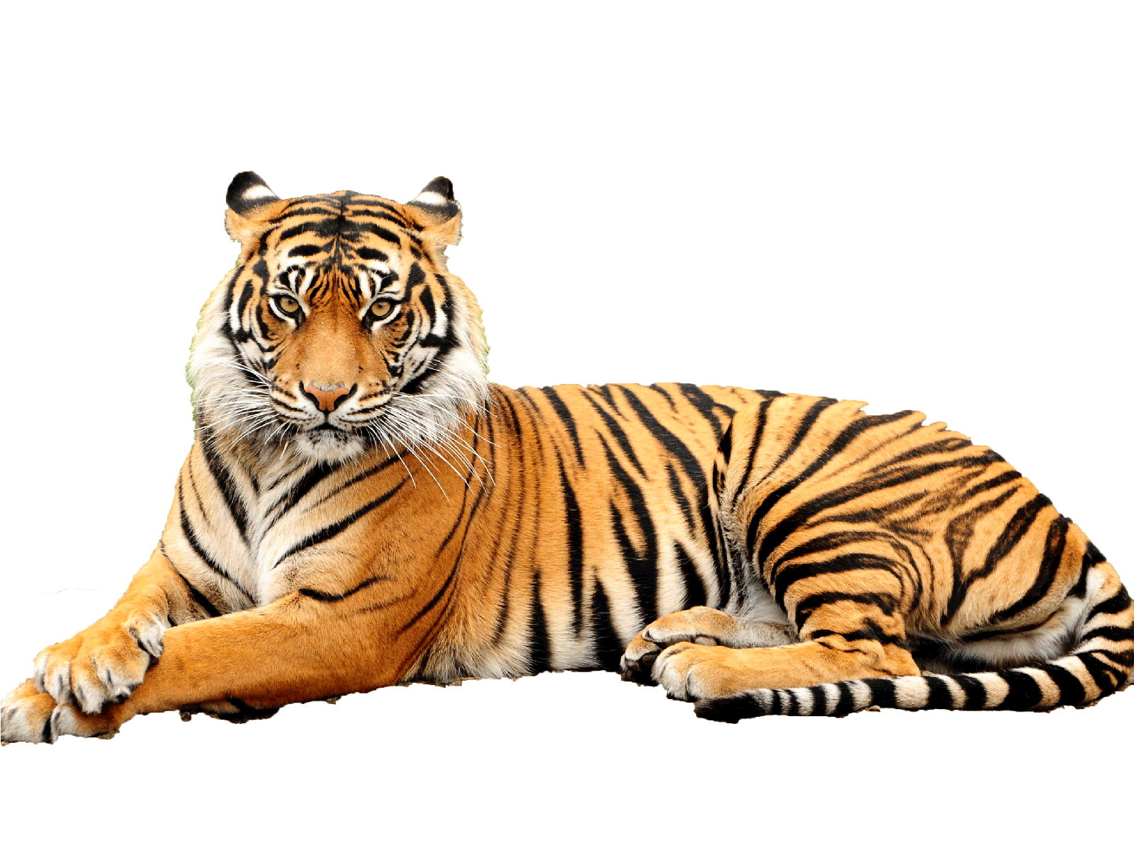 Bengal Tiger Transparent Background