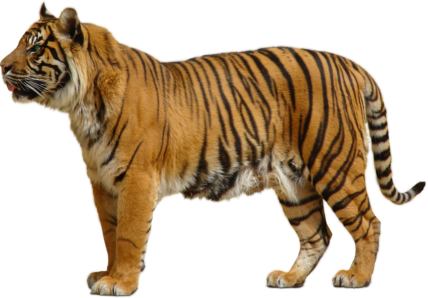 Bengal Tiger Transparent PNG
