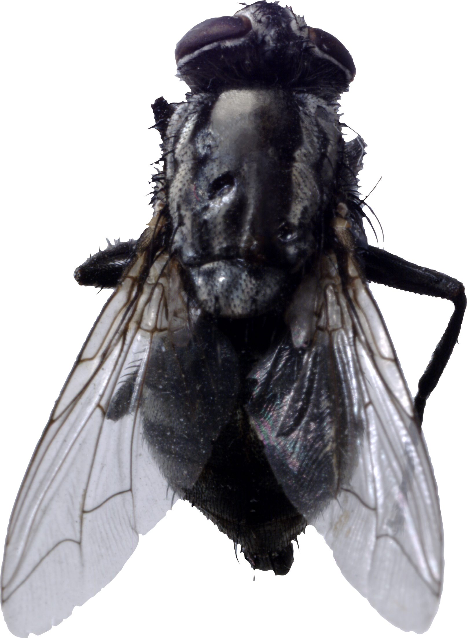 Immagine Trasparente del PNG della mosca del cavallo nero